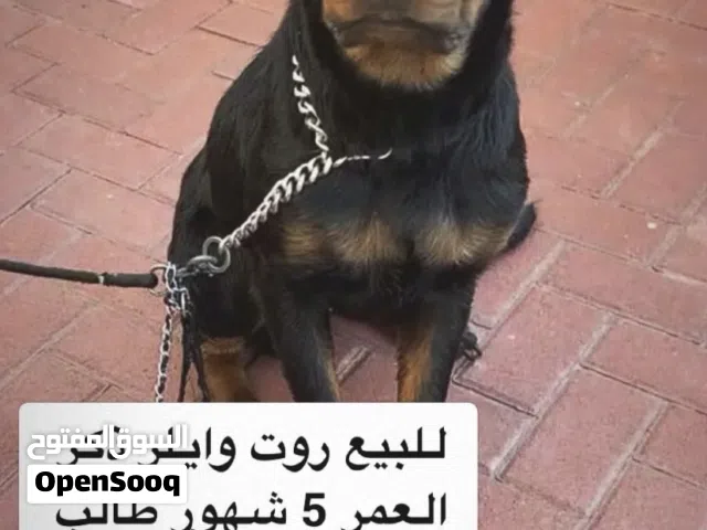 روت وايلر العمر 8 اشهر