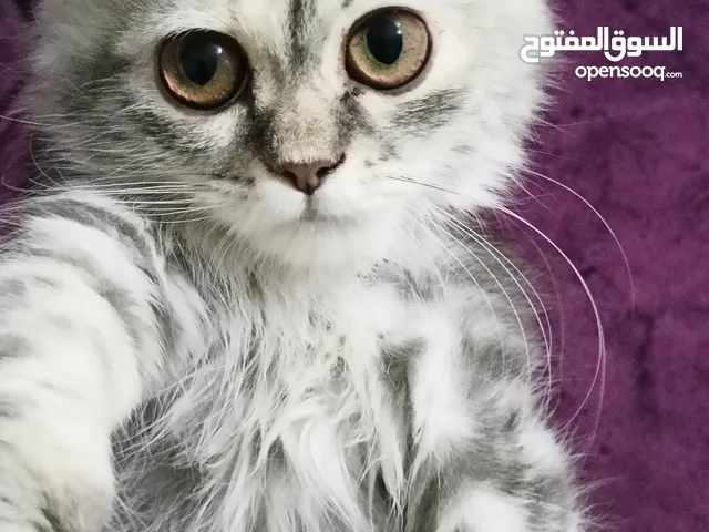 قطة بنت شيرازي شهرين شانشيلا بتحب اللعب ومتعودة علي اكل البيت وبتعمل في الليتر بوكس