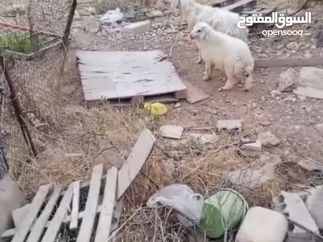 نعجه ورها خروف قدها البيع بسعر حرق