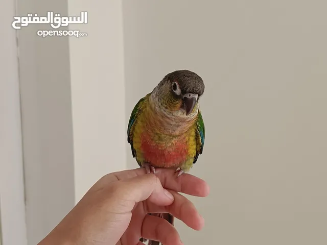 ببغاء الكنيور للبيع أليف جدا ولعوب يتعلق بصاحبه كلش لطيف يتفاعل ويه البشر اسمه كوكي