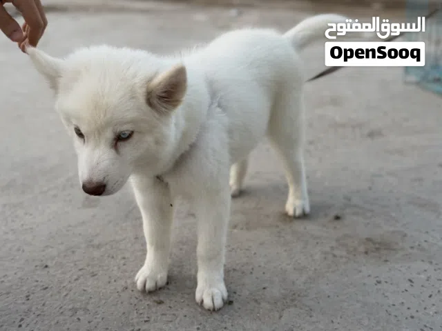انثى هاسكي ابيض
