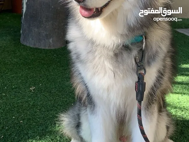 Alaskan Malamute