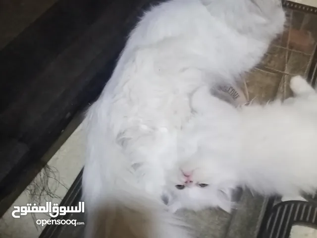 قطط للتبني ام وابنها بحاله ممتازه