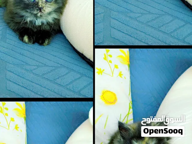 قطط صغيره للبيع