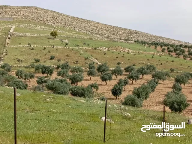 ارض زراعيه مرتفعه ومطله في صروت