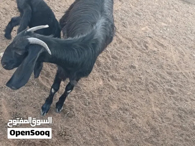ماعز  الوالمبخبن