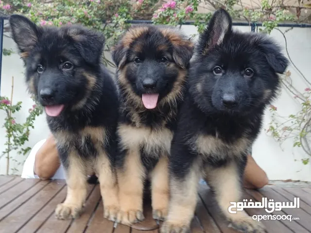 Large long coat German Shepherd puppies Champion blood line. 2 months old available
