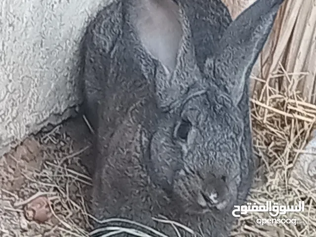 السلام عليكم متوفر طرف أرنب دكر عربي