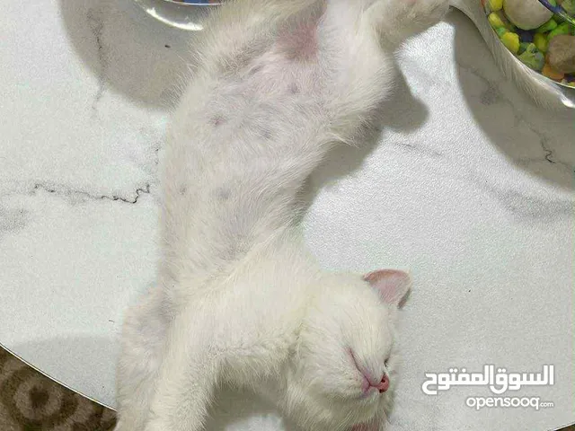 قطة للبيع انجورا انثى