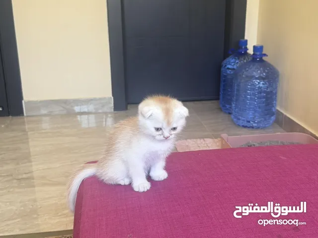 Golden and blue folded Scottish cat جولدين سكوتش فولد عمر ثلاث شهور مستوى خارق