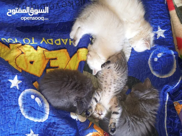 القطط الصغيره عمرهااا 2 شهرين ..القطط الكبيره عمرها 8شهور .. القط الاحمر سنه و3شهور