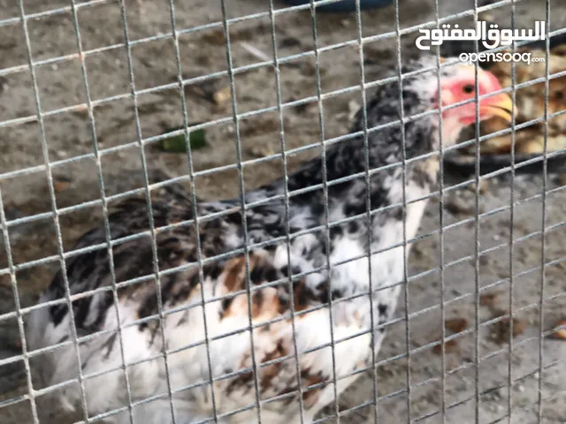 كتاكيت براهما عمر شهرين و نص و عمر تلات...