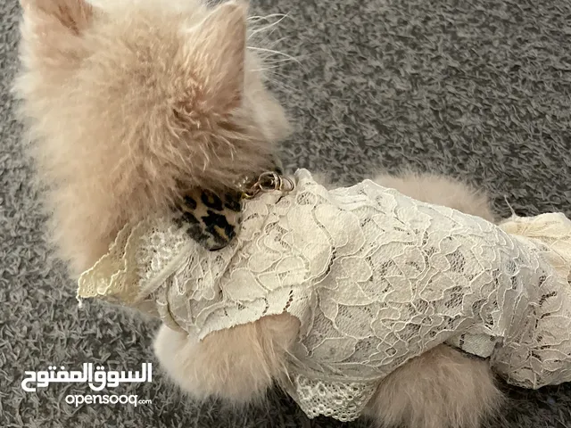 قط ذكر شانشيلا مكس