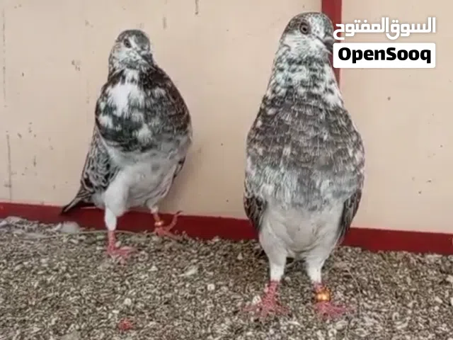 حمام كتدانو طبات من ساس طيب.