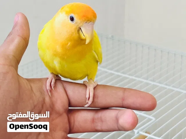 متوفر تلاته طروف ترويض