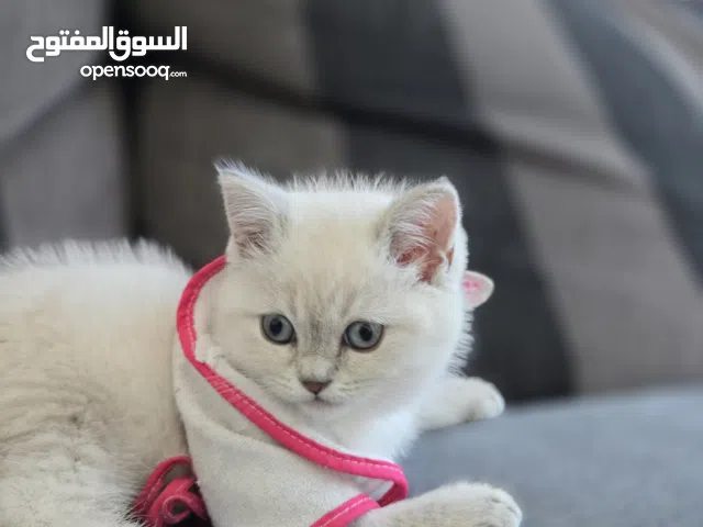 British Shorthair,Type: (Color Points)