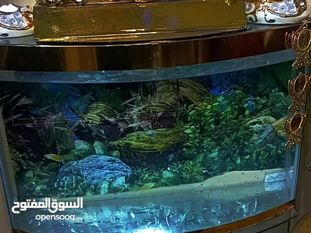 حوض سمك ونافورة