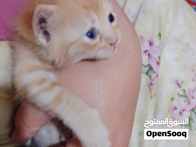 عندي 3 وحده جبيره و ثنين زغار عمر الزغار 59 اما الجبيره ما اعرف