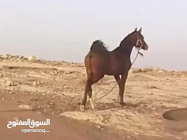 مهرة عربيه غير مسجلة