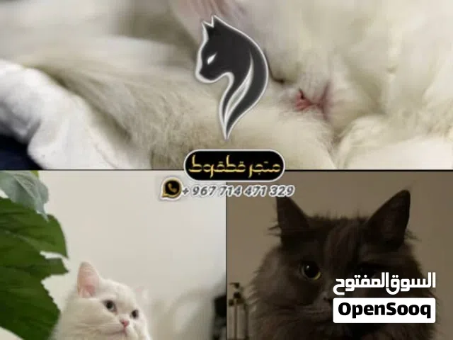 شيرازي عيون زرق