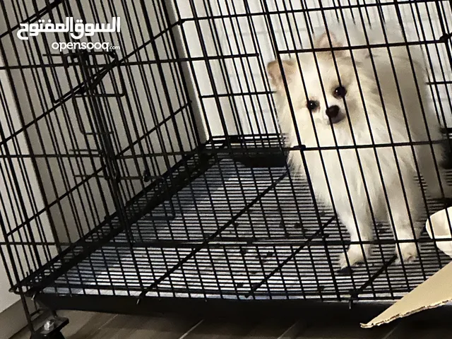 كلب بومرينيان