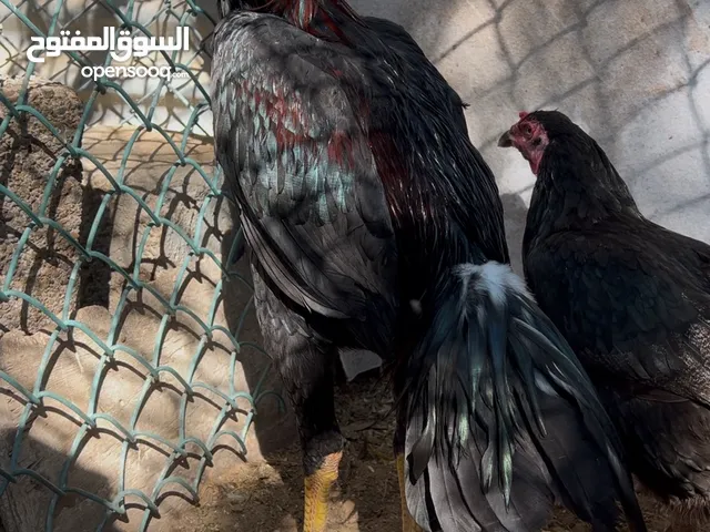 دجاج باكستاني Pakistani