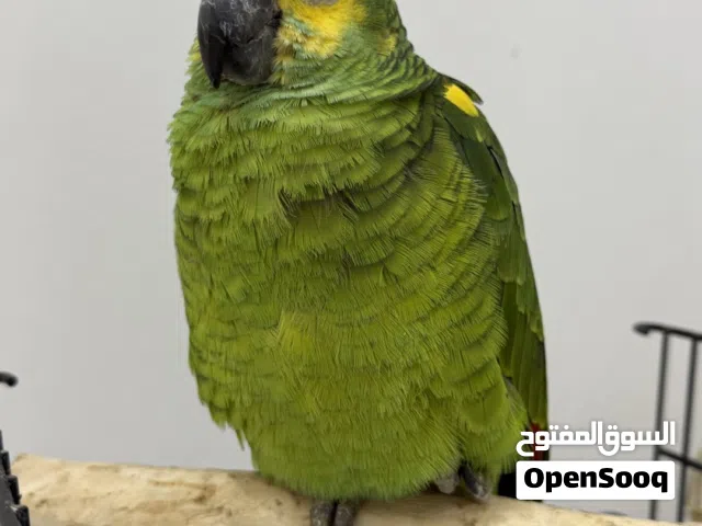 ببغاء الأمازون