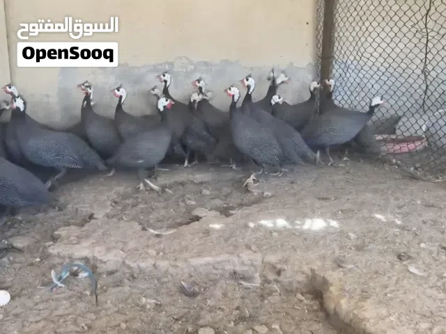 دجاج خيبر للبيع