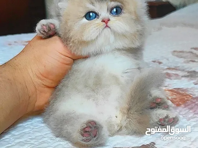 أجمل قطط للبيع بتركيا
