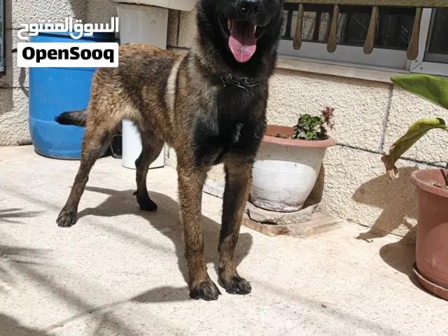 متوفر جرو بلجم ملينو مستوى عالي قابل للبدل على نفس القيمه