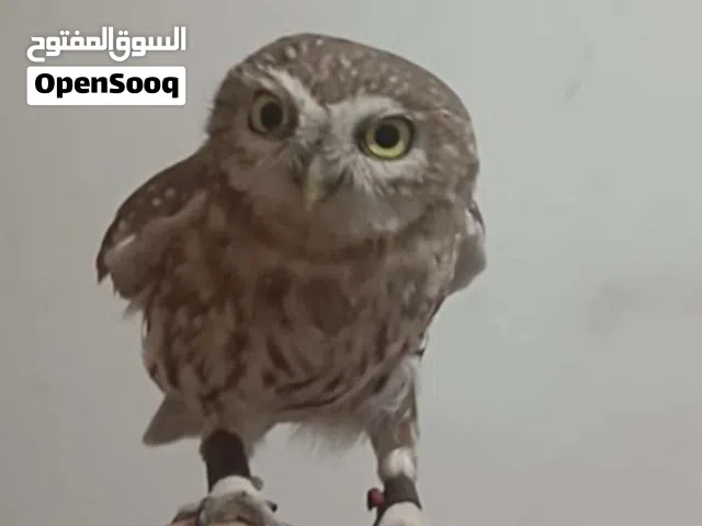 نادرة وبتجنن إذا بتحب الحيوانات اللطيفة والمميزة، متوفر حالياً نظيفة، نشيط