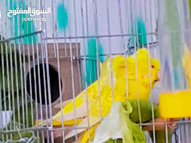جوز حب لاسوينغ مستوى اول تحتيهم 3فراخ وردات فل محجلات