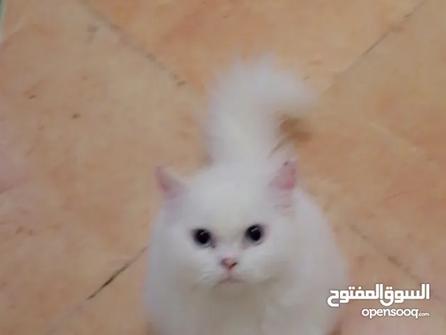 Persian kitten 5 months old