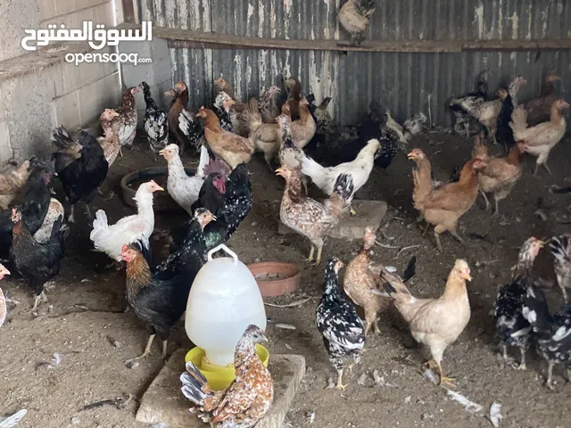 دجاج بياض العدد 50 دجاحه 4 ديوك كلهم مطعمين وصحتهم فوق الممتازه