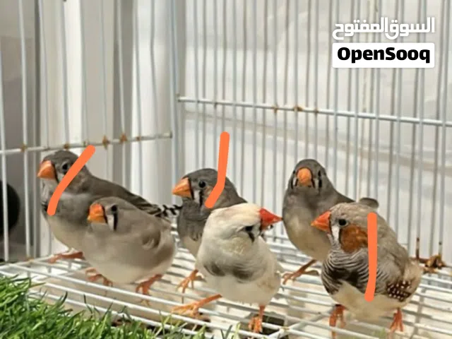 مطلوب زيبرا العدد مفتوح