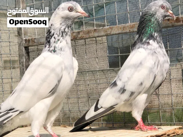 مطلوب حمام جولدن وسليتي صافي