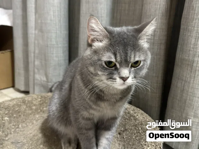 للتبني قط شيرازي