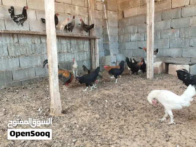 سلام عليكم ورحمه الله وبركاته متوفر 20 دجاجة عربيه للبيع دجاج نضيف خالي من اي امراض وكله يدحي بي اذن