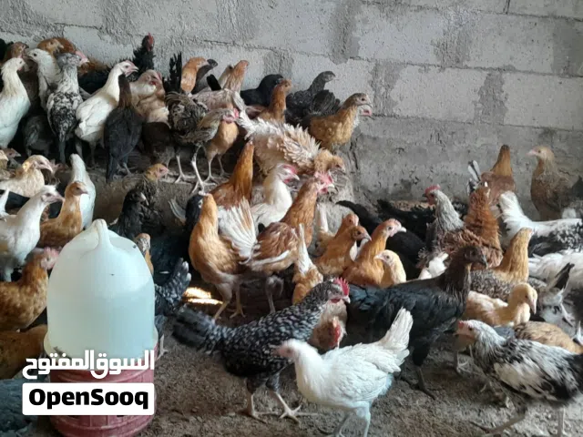 فرخات بلدي ولوهمن مشكل
