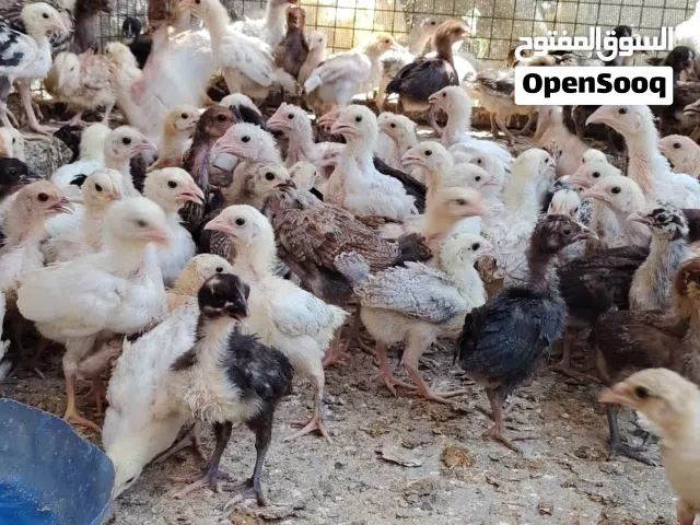 فرصه للتربيه المنزليه تتوفر سلالات تتميز بغزارة إنتاج البيض