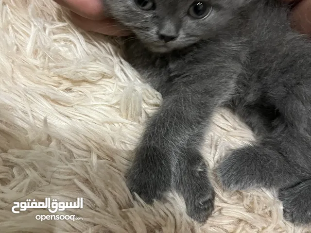 للبيع قطط سكوتش ستريت العمر شهر ونص رفيق صغير لطيف إيجابي وظريف