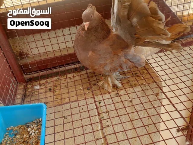 البيع حمام امريكي او البدل بي اي طير