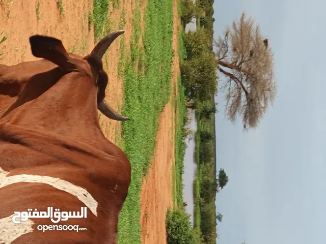 ابقار حليب