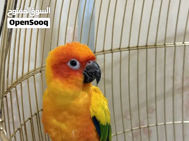 ببغاء صن كنيور