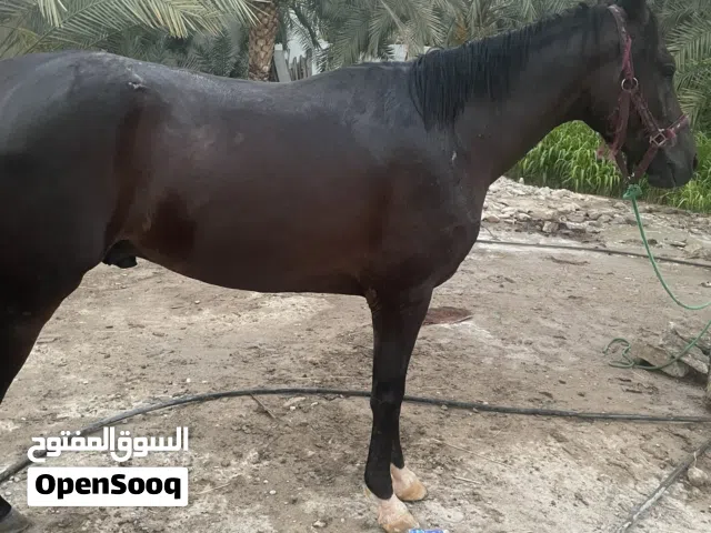 للبيع حصان العمر سنه و8شهور