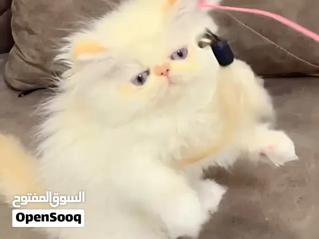 ذكر هيمالايا