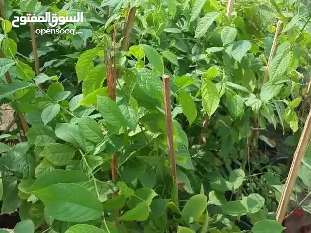 مشتل زراعي وتنسيق الحدائق