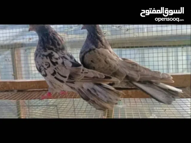 حمام نيكولاي طيار / اقرأ الوصف