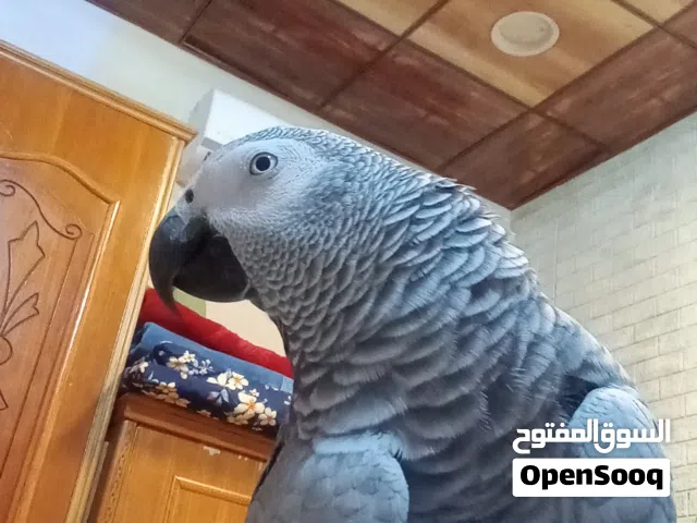 كاسكو متكلم فول حيسنيات