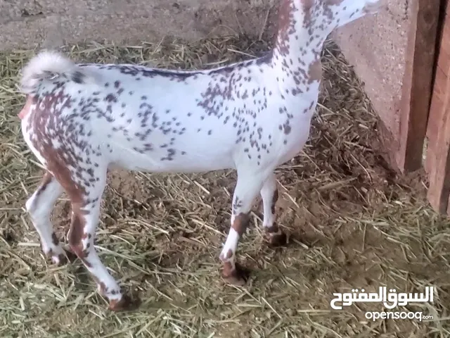 سخله للبيع